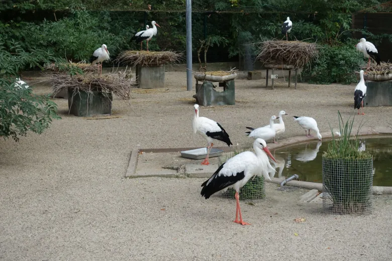 L'enclos aux cigognes au Parc de l'Orangerie