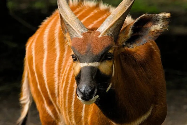 Tête-à-tête lors du safari au Parc de Thoiry