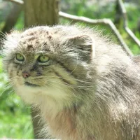 Manul du Parc des Félins DR