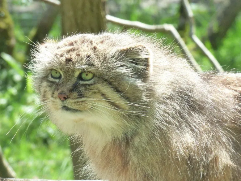 Manul du Parc des Félins