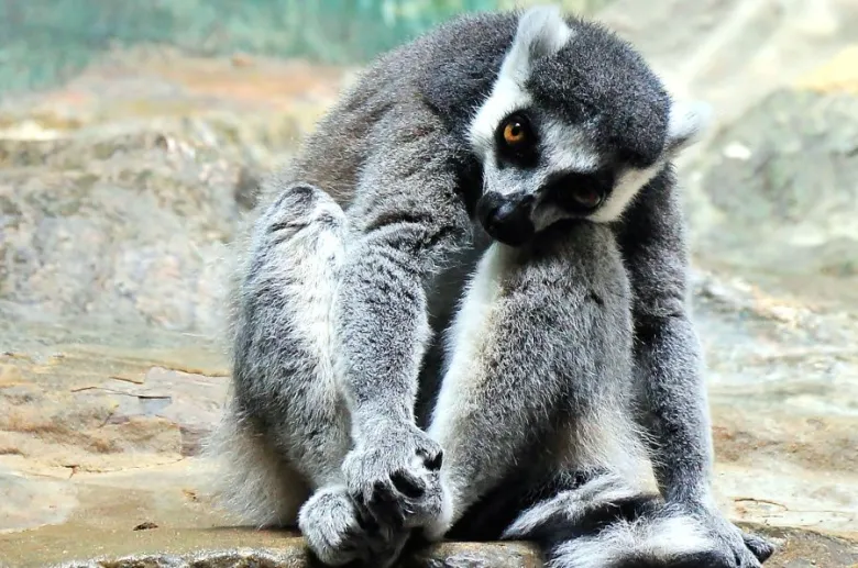 Lémurien du zoo de Lumigny