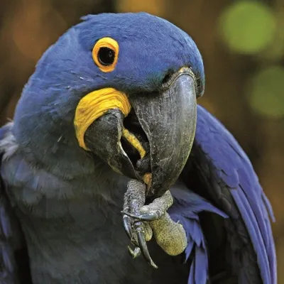 Parc des Oiseaux : un voyage au cœur de 600 espèces d\'oiseaux