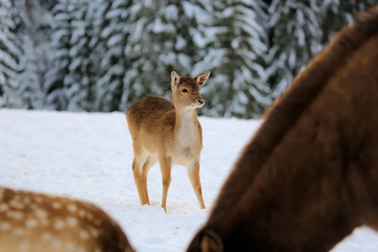 L'hiver au Parc Polaire