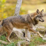 Parlons d'Oiseaux, Parlons Nature : projection du film La part du loup