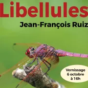 Photographies de Libellules