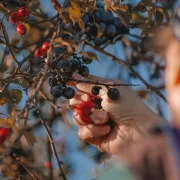 Plantes à cuisiner