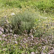 Plantes de bonnes femmes et de sorcières