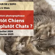 Plutôt chien ou plutôt chat ?