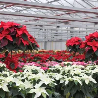 Les poinsettias poussent dans toute leur splendeur dans notre pépinière interne. DR