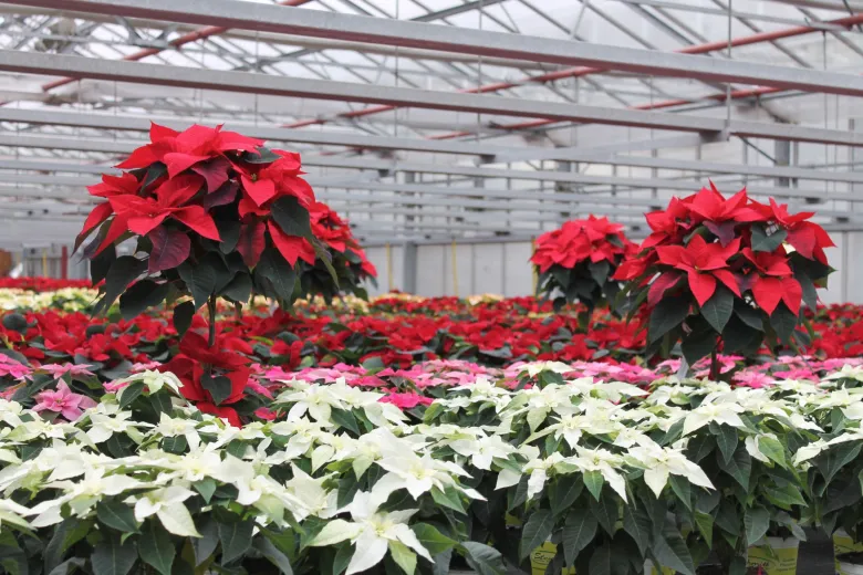 Les poinsettias poussent dans toute leur splendeur dans notre pépinière interne.