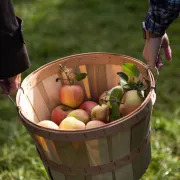 Pommerade à la Ferme Bouscarel