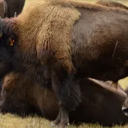 Portes ouvertes à l\'élevage des Bisons