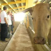 Portes ouvertes de la vallée des Aldudes : concours agricole, marché artisans et artisans d\'art, pelote, chants basques, course jintoa kurri, danses, théâtre...