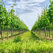 Promenade Vigneronne