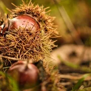 randonnée Aux saveurs de l'automne