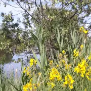 Randonnée commentée : Village de pêcheurs, pavillon de chasse et observatoire du milieu naturel