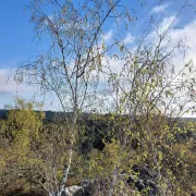 RANDONNEE DANS LES GORGES DE FRANCHARD A FONTAINEBLEAU (départ en minibus de Jargeau)