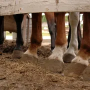 Randonnée Equestre au gascou