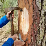 Randonnée forestière et casse-croûte du résinier avec l\'ONF et Laurence Dessimouie. (Sur réservation)