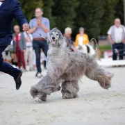 Rassemblement de lévriers