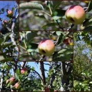 Récolte des pommes du verger d\'Abbadia