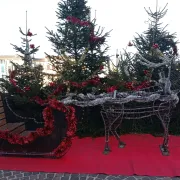 Rencontre avec les rennes du Père Noël