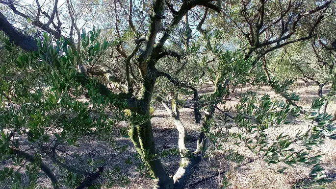 Rencontre avec une oléicultrice au Domaine Plan de Fossan