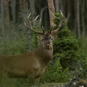 REPAS DE CHASSE - DIANE CANOURGUAISE