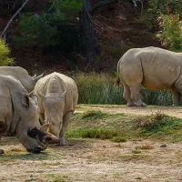 Troupeau de rhinocéros de la réserve africaine de Sigean &copy; H. Zell, CC BY-SA 3.0