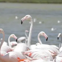 Flamants roses de la réserve africaine de Sigean DR