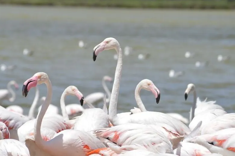 Flamants roses de la réserve africaine de Sigean