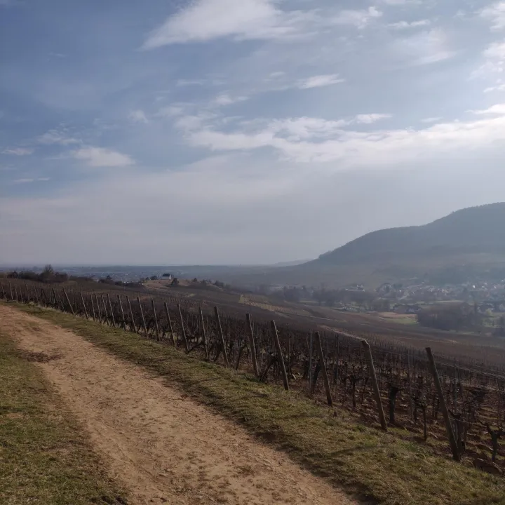 Retour à Orschwihr après avoir longé la lande du Bollenberg