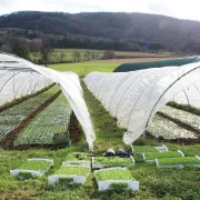 Rhénamap : visite de la ferme du Pfaffenbach, au coeur du Sundgau