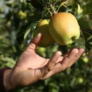 Route de la Pomme du Limousin - Visite verger 2024