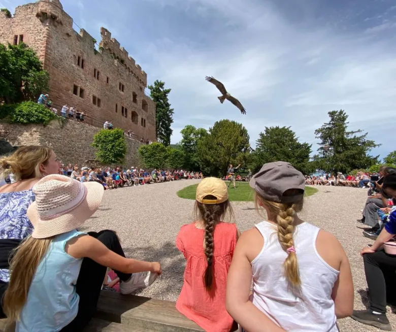 Présentation en vol des rapaces