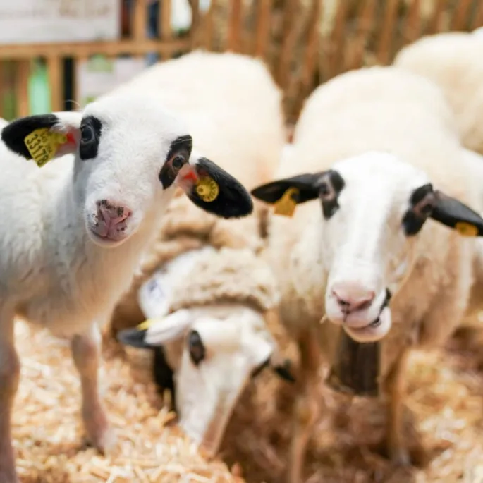 Salon de l’agriculture à Paris 