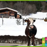 Les vaches sont à l'honneur au Salon de l’agriculture à Paris  &copy; Facebook.com/Salondelagriculture/