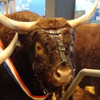 Un bovin au Salon de l’agriculture à Paris  &copy; Jim Forest, via Flickr