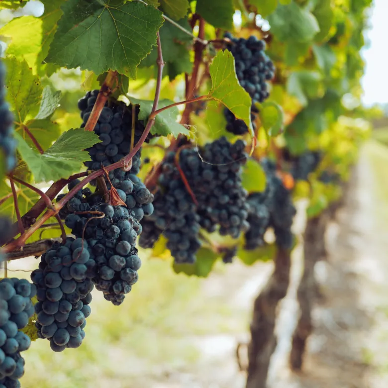  Rencontrez des vignerons passionnés au Salon des Vignerons Indépendants de Strasbourg !