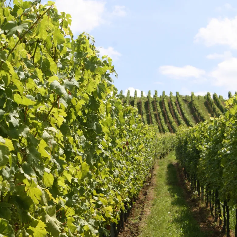 Salon des Vins des Vignerons Indépendants à Lyon