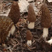 Salon du champignon