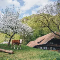 Schwarzwaldhaus &copy; Schwarzwald Tourismus - Jens Großkreuz