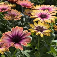 De jolies fleurs pour votre jardin ou votre balcon DR