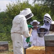 Secret de fabrique - La Maison des abeilles