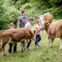 Aux petits soins avec les vaches d'Hinterwald  DR