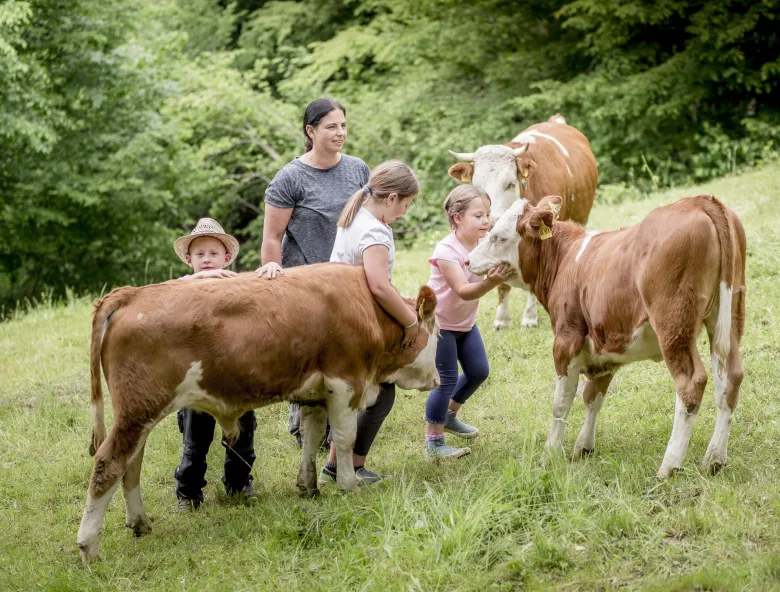 Aux petits soins avec les vaches d'Hinterwald 