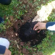 Semer Les Arbres Fruitiers : Plantation De Noyaux Et Pépins