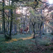 Sortie à l\'écoute du Brame du Cerf