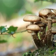 Sortie champignons