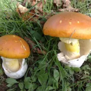 Sortie champignons